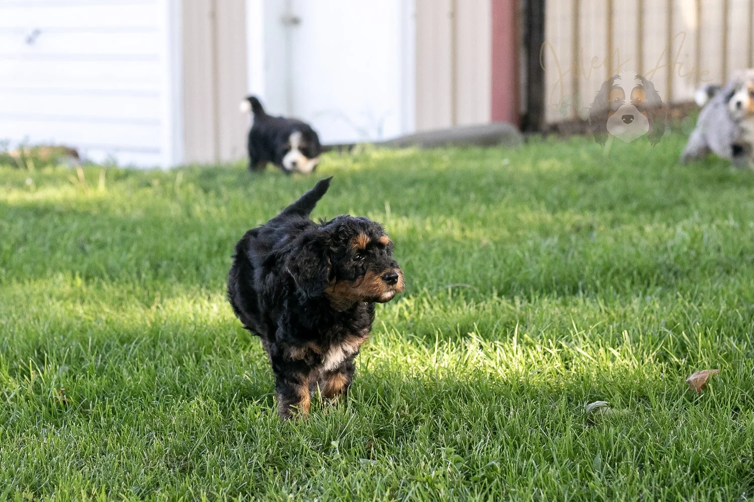 Banjo Bernedoodle Puppy-5.jpg