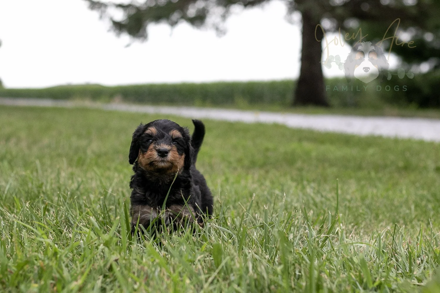 Mini Mae Bernedoodle Puppy-84.jpg