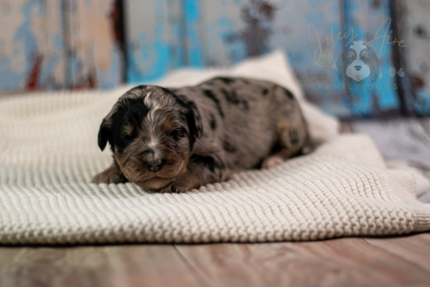 Frida Bernedoodle Puppy-200.jpg
