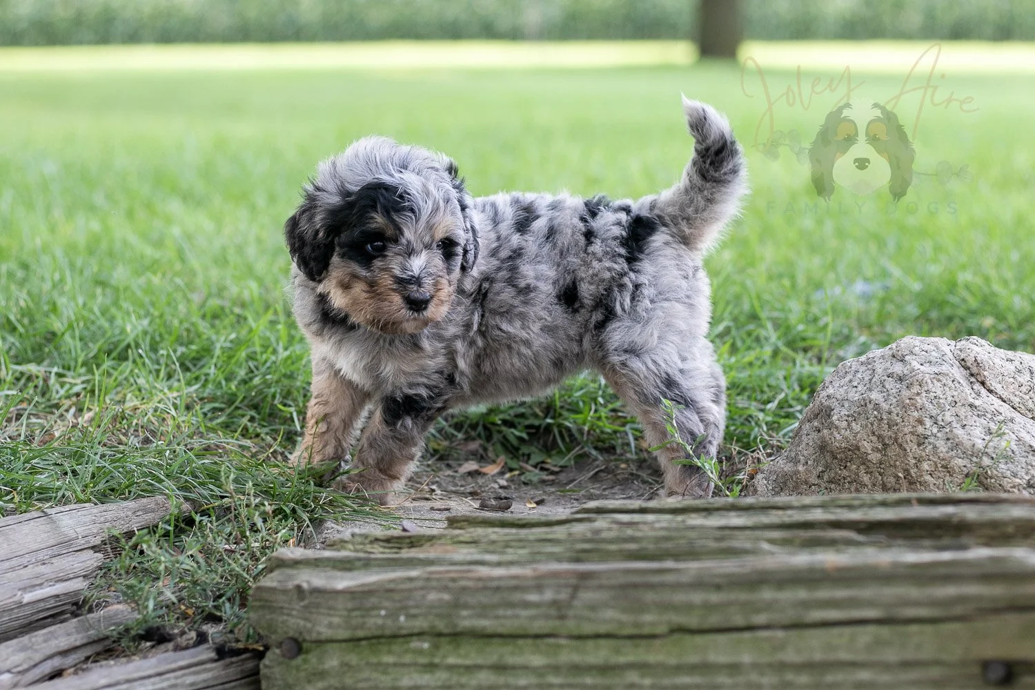 Frida Bernedoodle Puppy-143.jpg