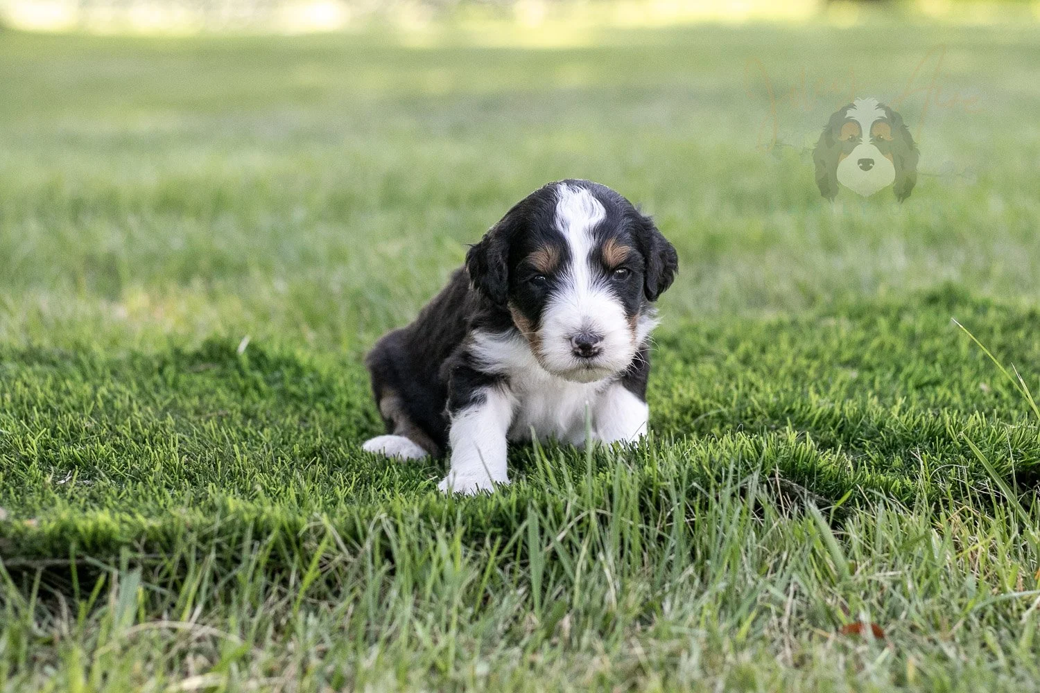 Zion Bernedoodle Puppy-329.jpg