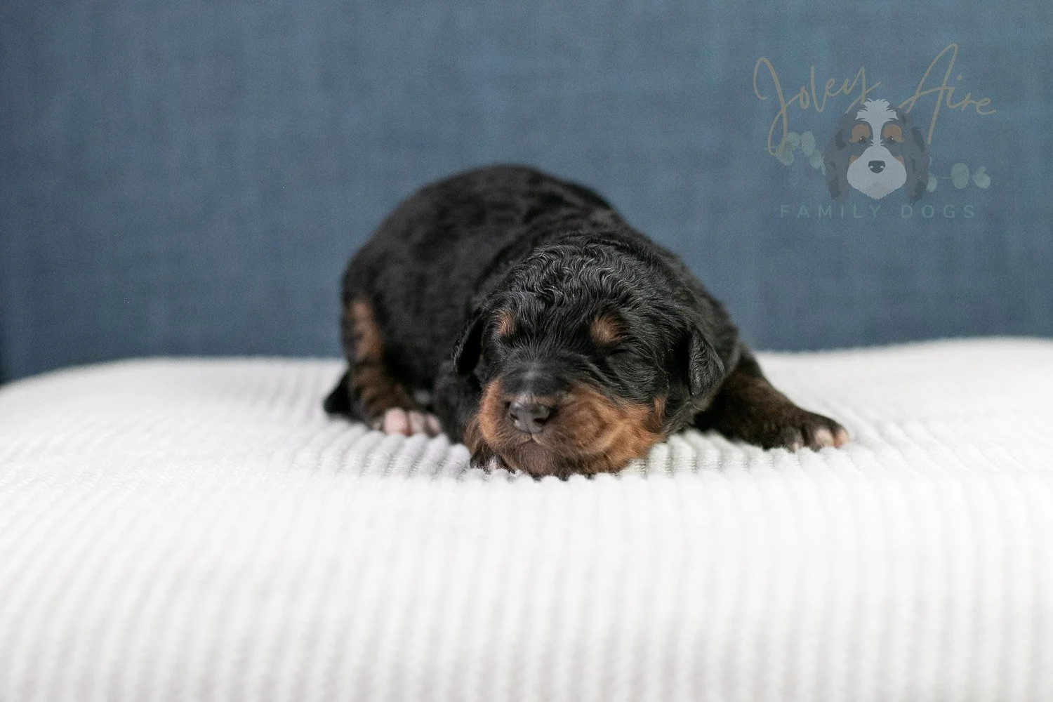 Asher Bernedoodle Puppy-84.jpg