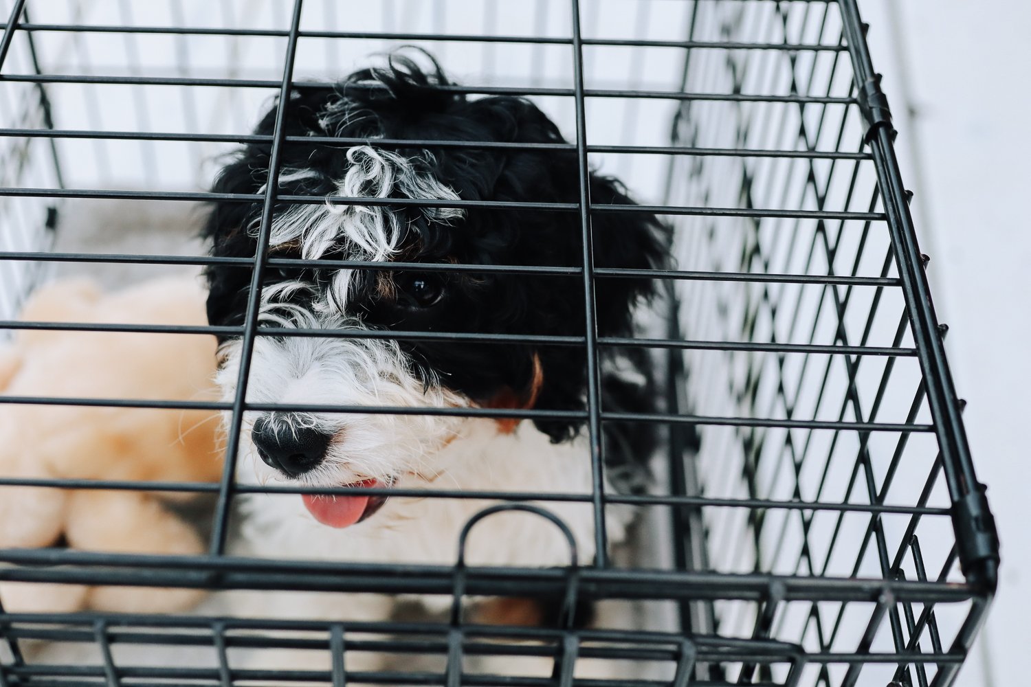 Creating a Comfortable Sleep Environment for Your Bernedoodle: Bedding and  Crate Tips - Arrow T Pets