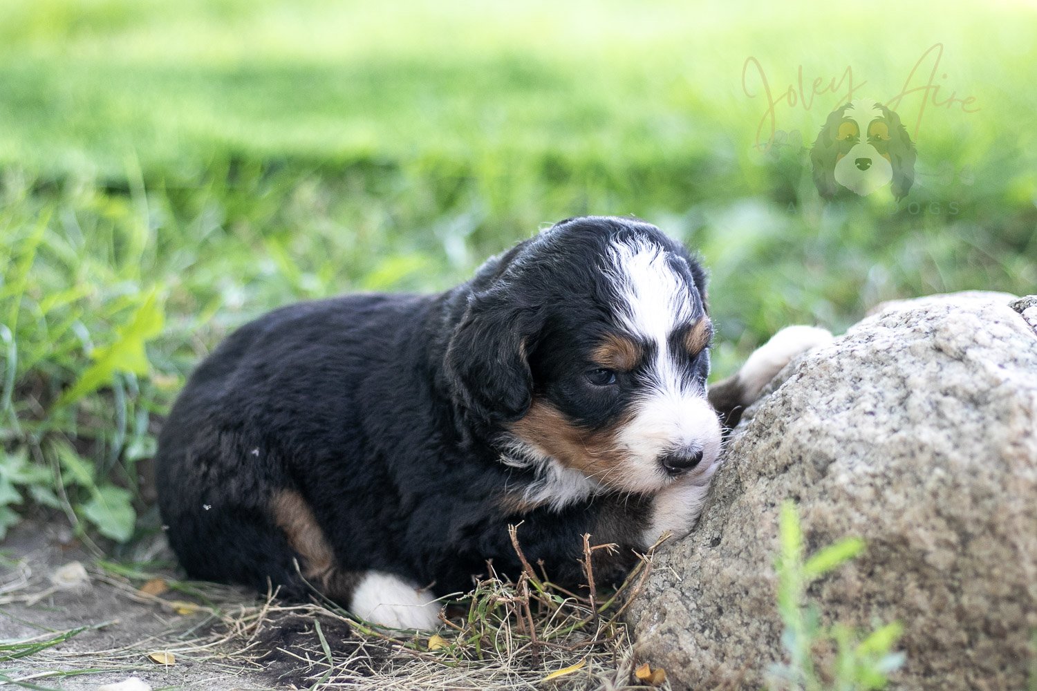 Diana Barry Bernedoodle Puppy-571.jpg