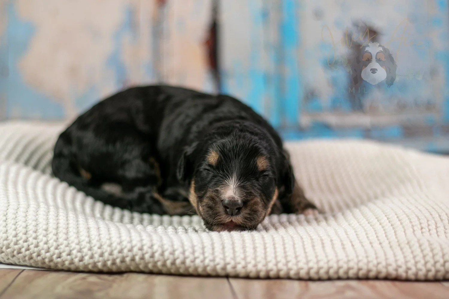 Da Vinci Bernedoodle Puppy-183.jpg