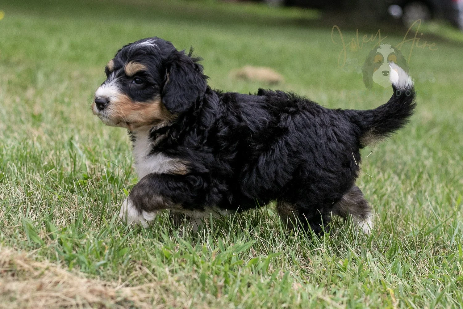 Walter Shirley  Bernedoodle Puppy-18.jpg