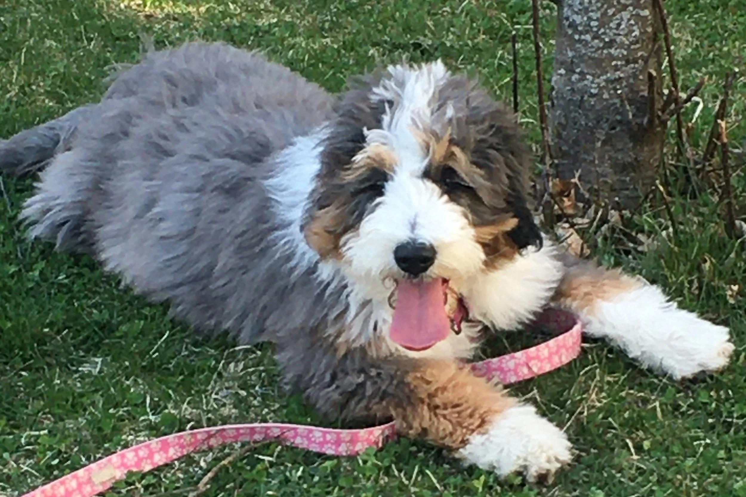 Fluffy dog lying on grass with a pink leash, panting happily.