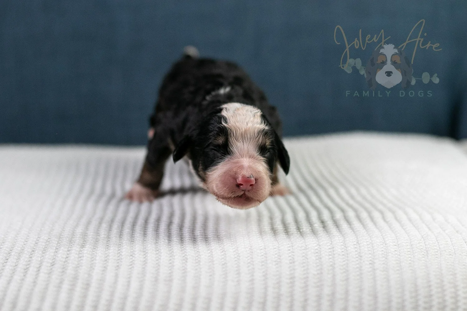 Archer Bernedoodle Puppy-68.jpg