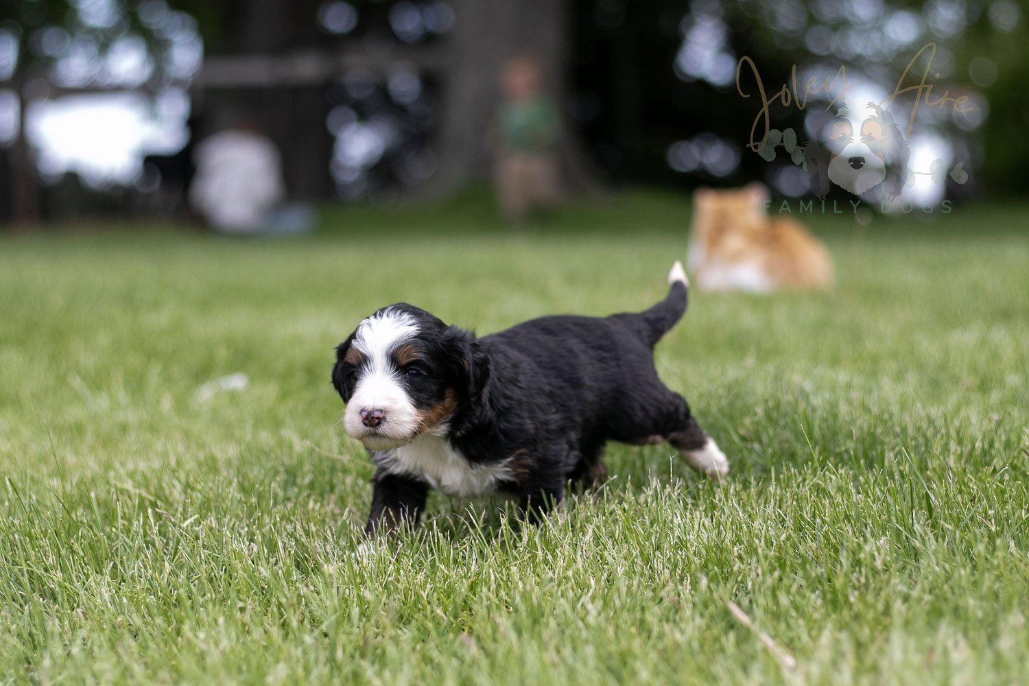Harmonica Bernedoodle Puppy-32.jpg