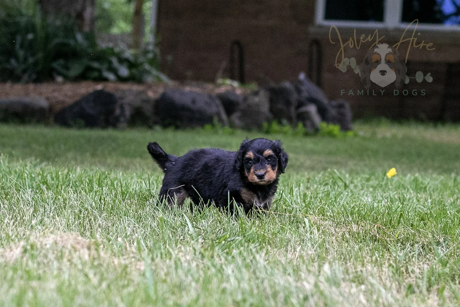 Mini Mae Bernedoodle Puppy-86.jpg