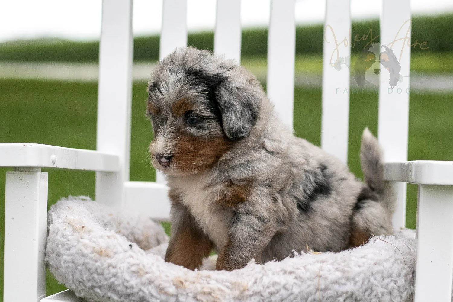Rachel Lynde Bernedoodle Puppy-0997.jpg