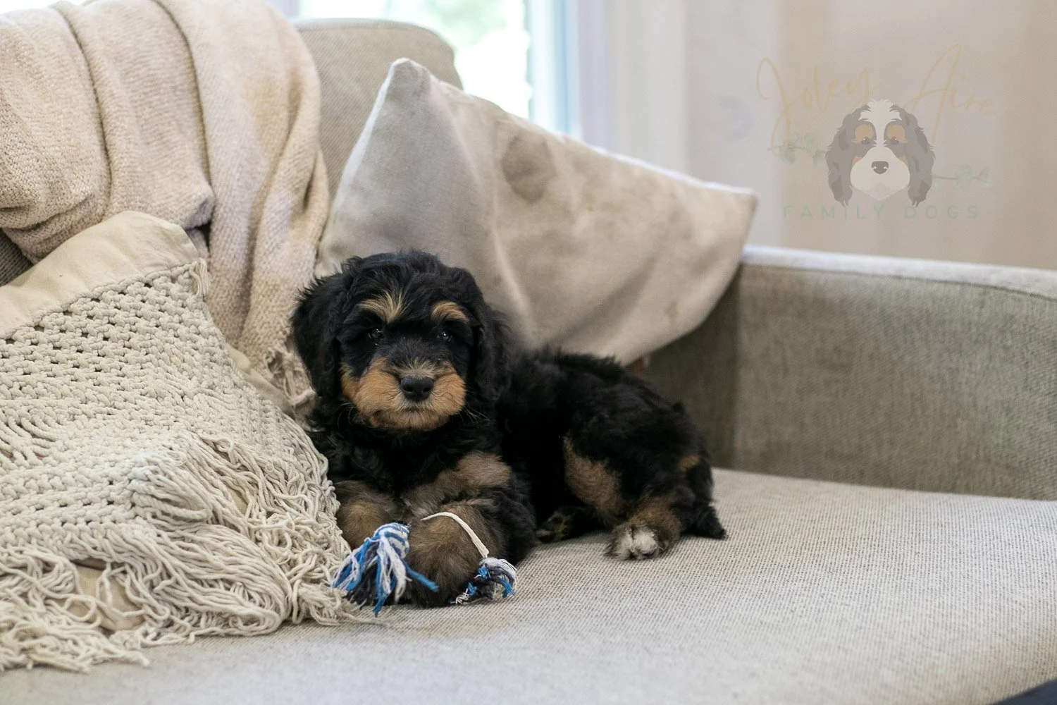 Mini Mae Bernedoodle Puppy-353.jpg