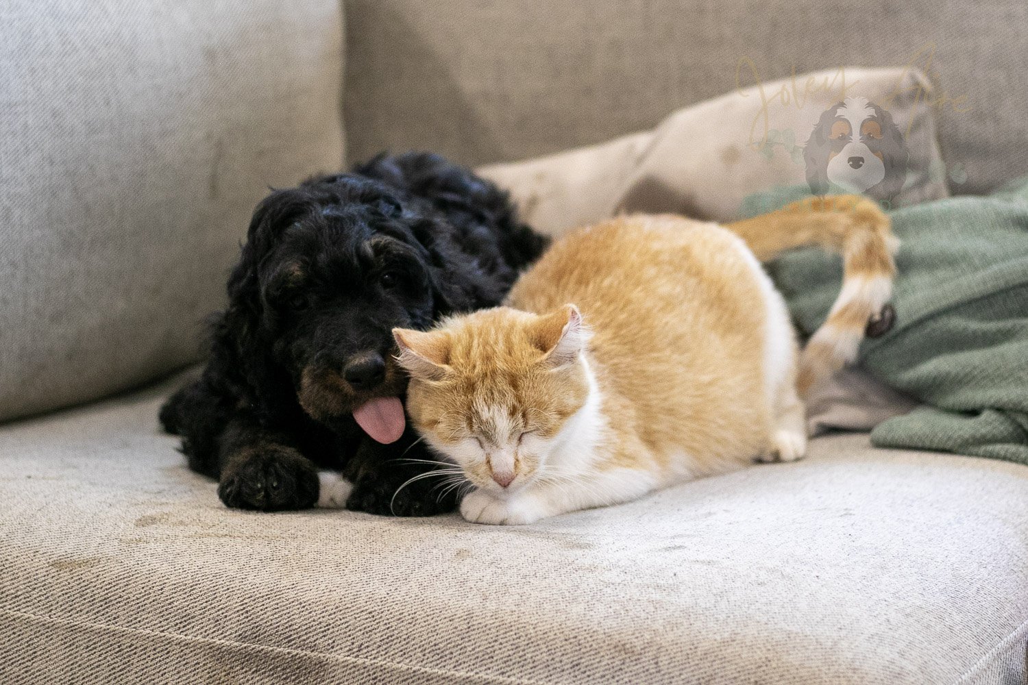 Bryce Bernedoodle Puppy-387.jpg