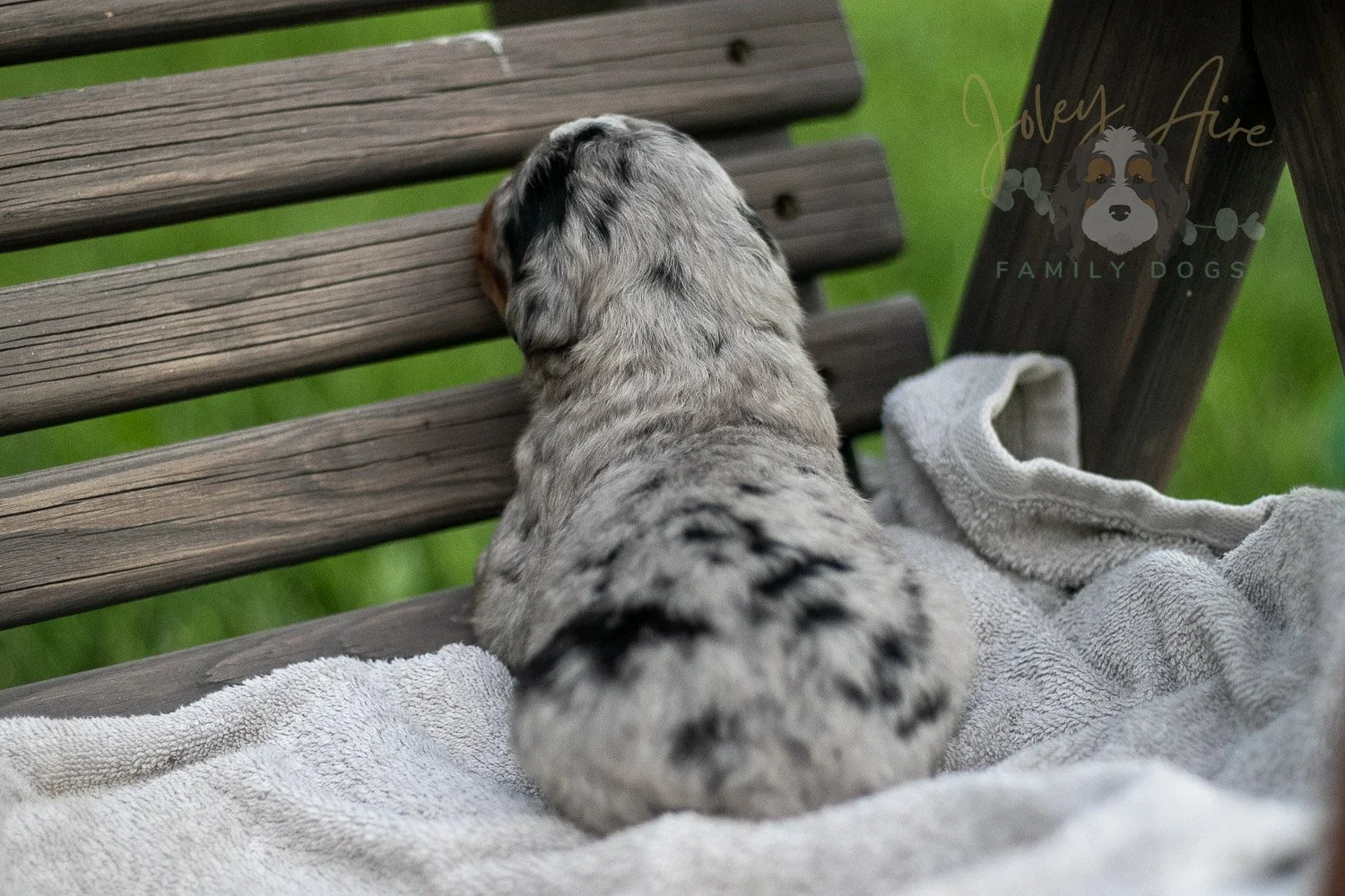 Rachel Lynde Bernedoodle Puppy-46.jpg