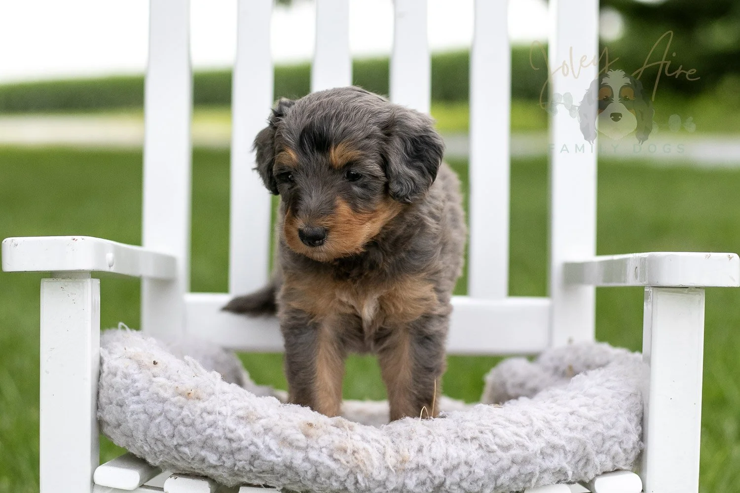 Josie Pye Bernedoodle Puppy-901.jpg