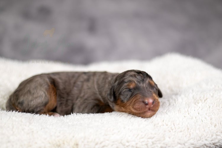Jase Bernedoodle Puppy-07.jpg