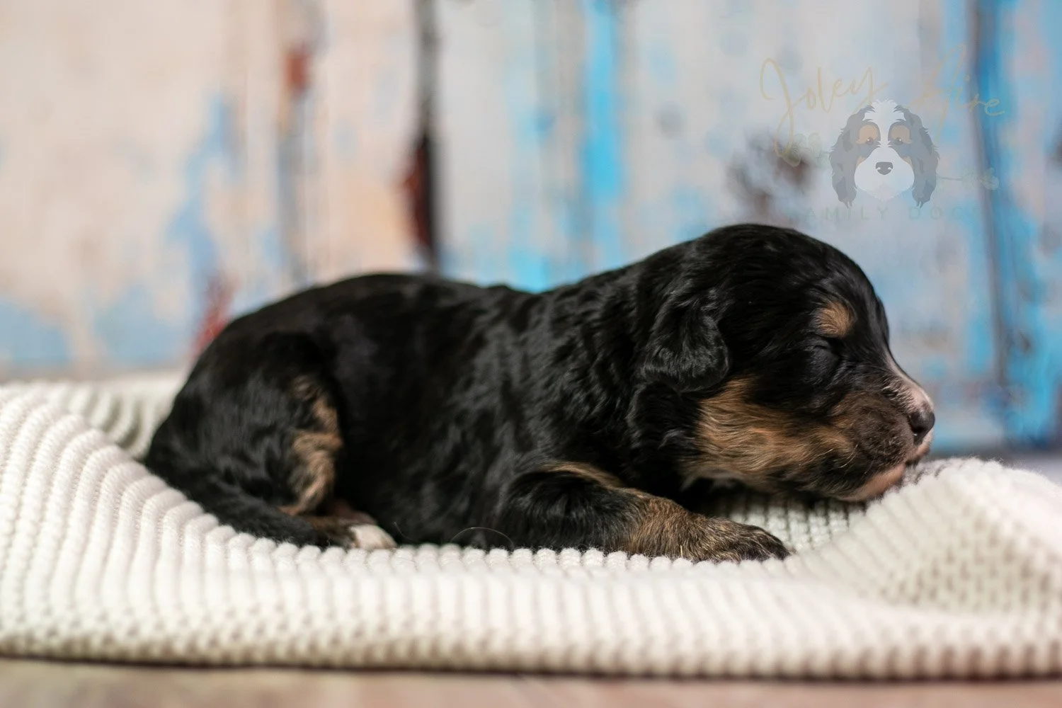 Da Vinci Bernedoodle Puppy-168.jpg