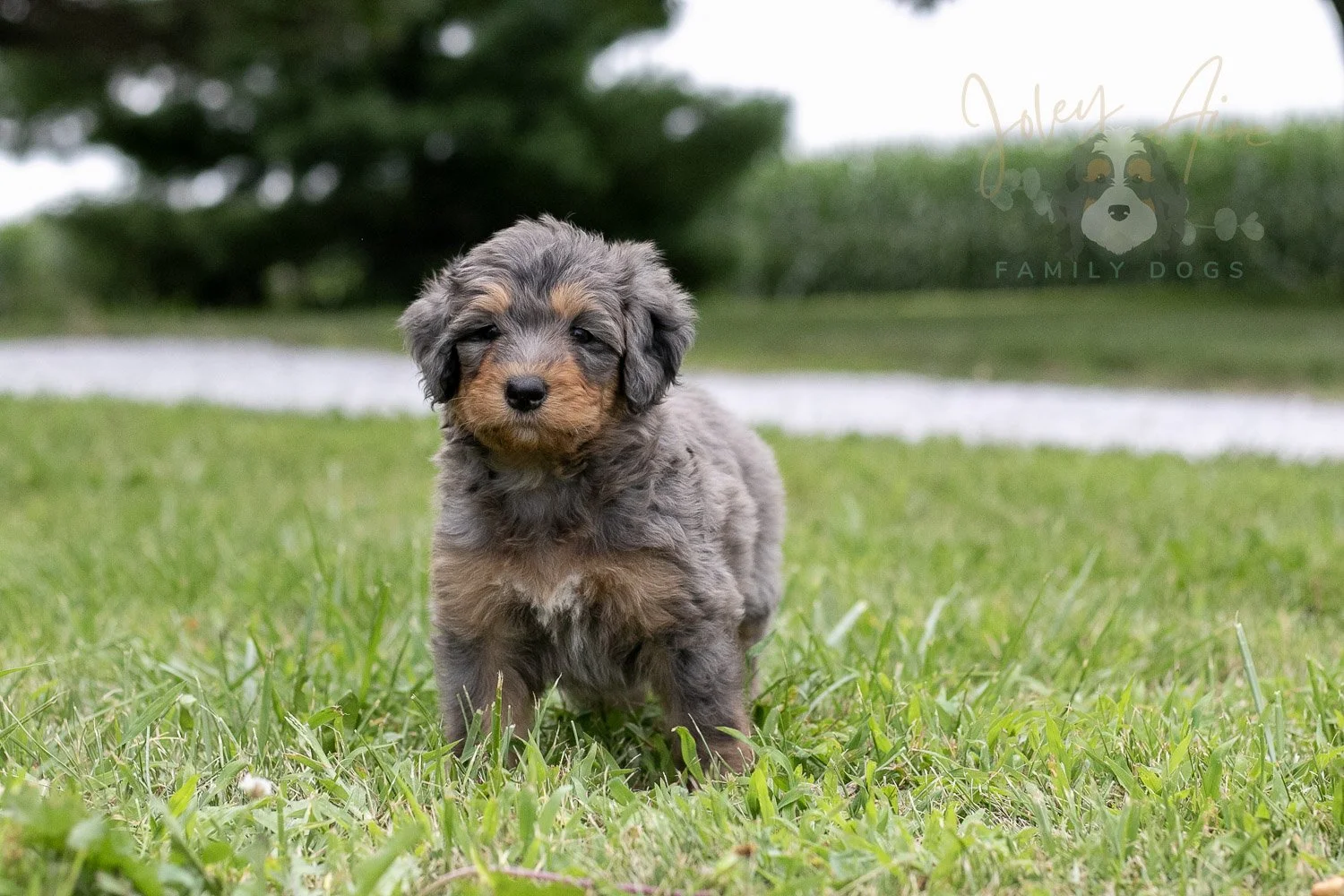 Josie Pye Bernedoodle Puppy-72.jpg
