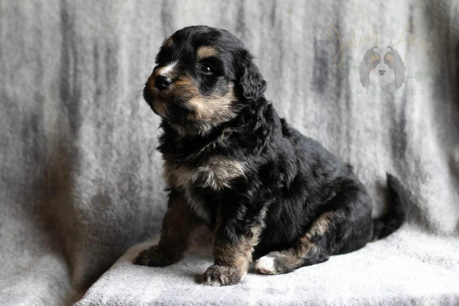 Da Vinci Bernedoodle Puppy-165.jpg