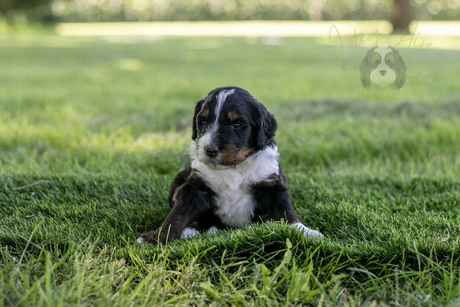 Yosemite Bernedoodle Puppy-378.jpg
