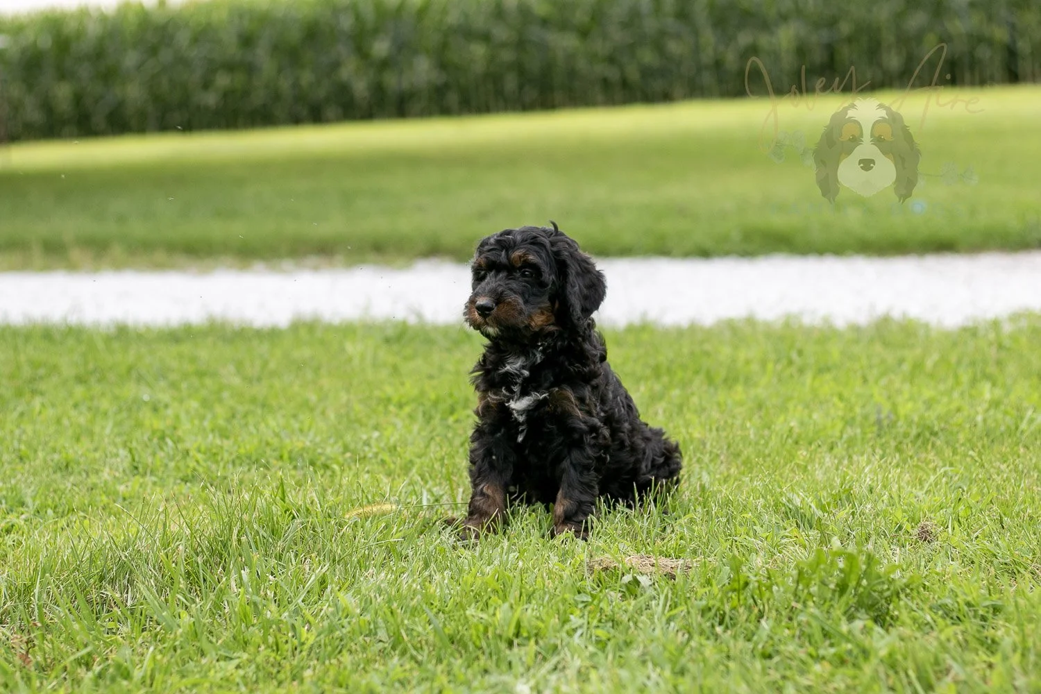 Denali Bernedoodle Puppy-110.jpg