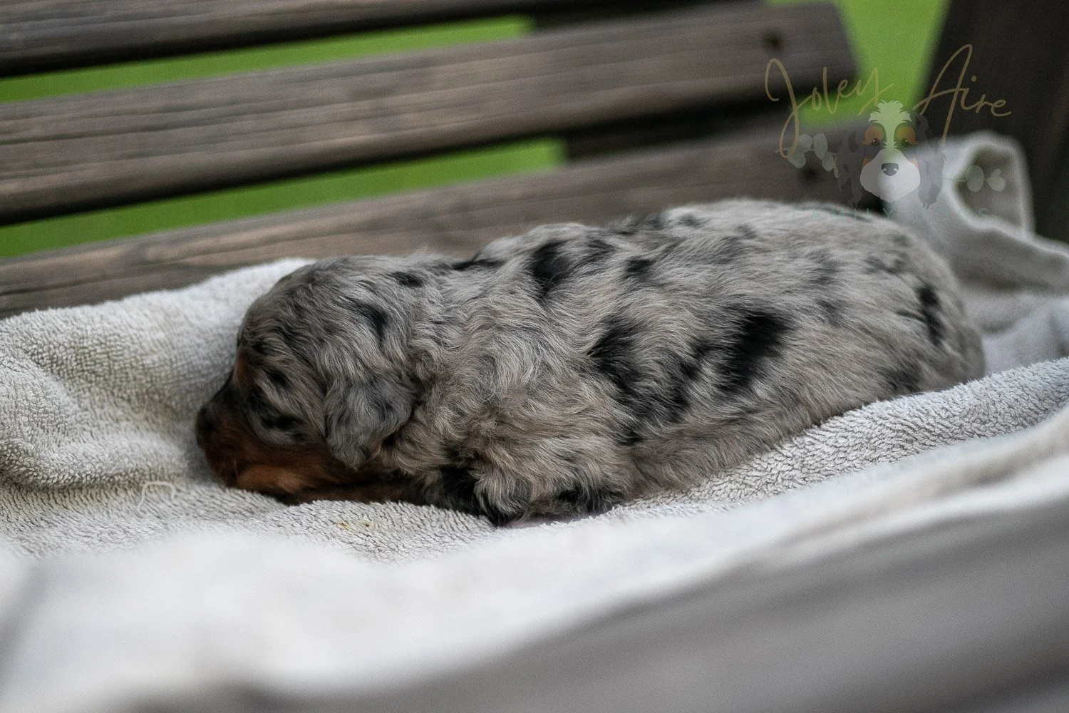Marilla Cuthbert Bernedoodle Puppy-63.jpg