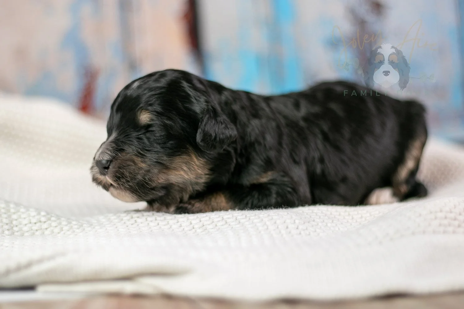 Georgia Bernedoodle Puppy-255.jpg
