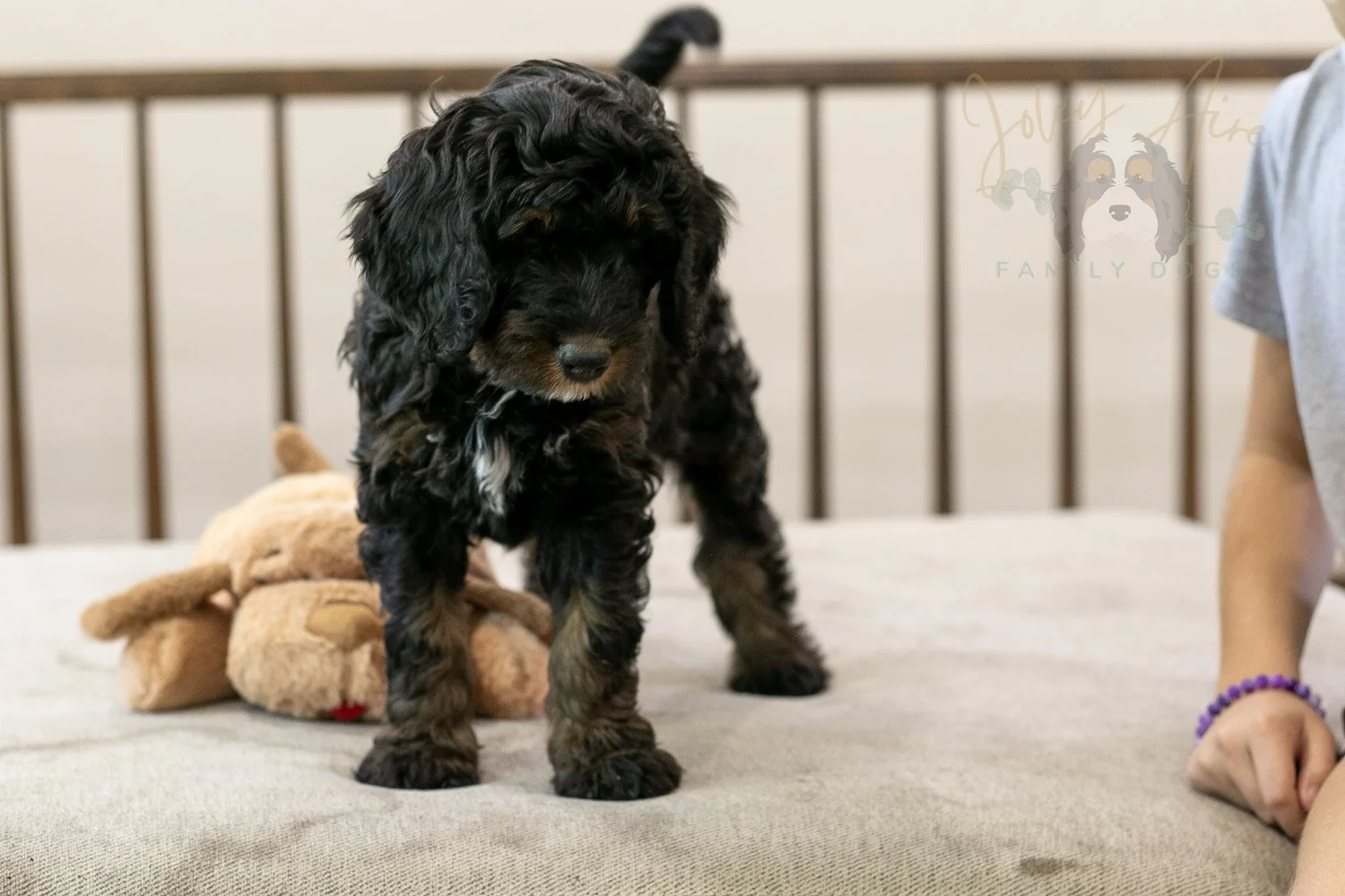 Denali Bernedoodle Puppy-559.jpg