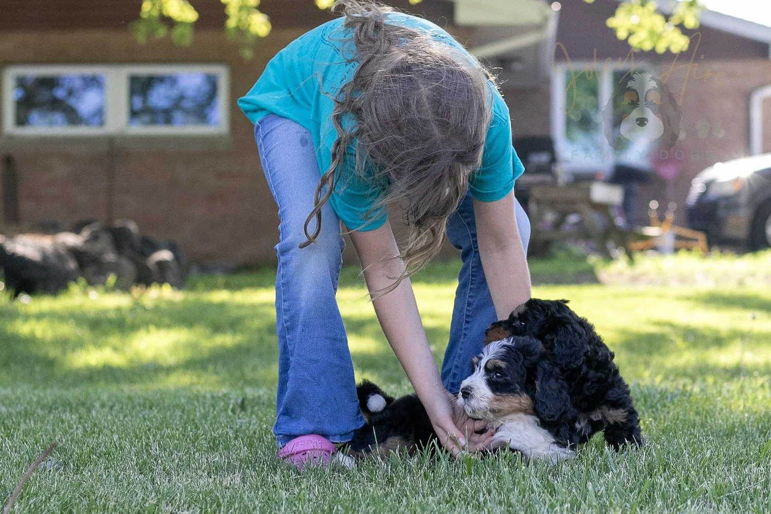 Trumpet Bernedoodle Puppy-11.jpg