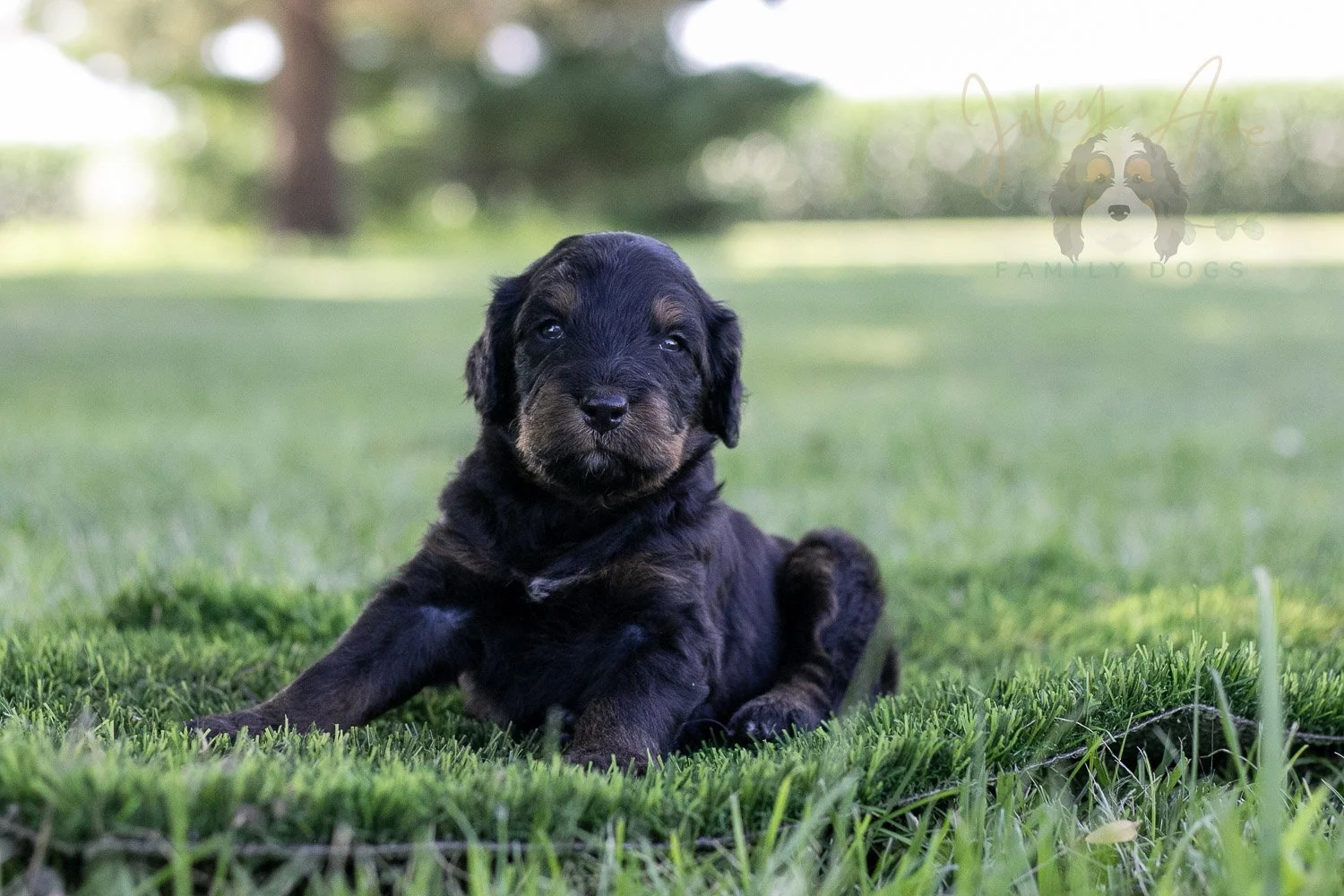Olympic Bernedoodle Puppy-360.jpg