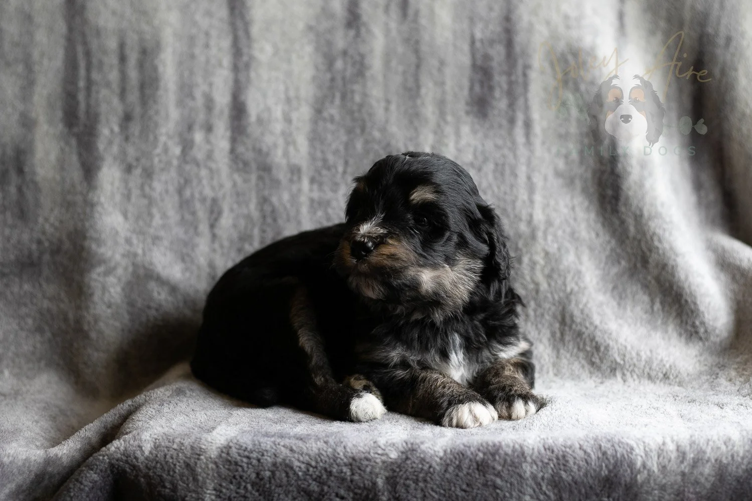 Georgia Bernedoodle Puppy-179.jpg