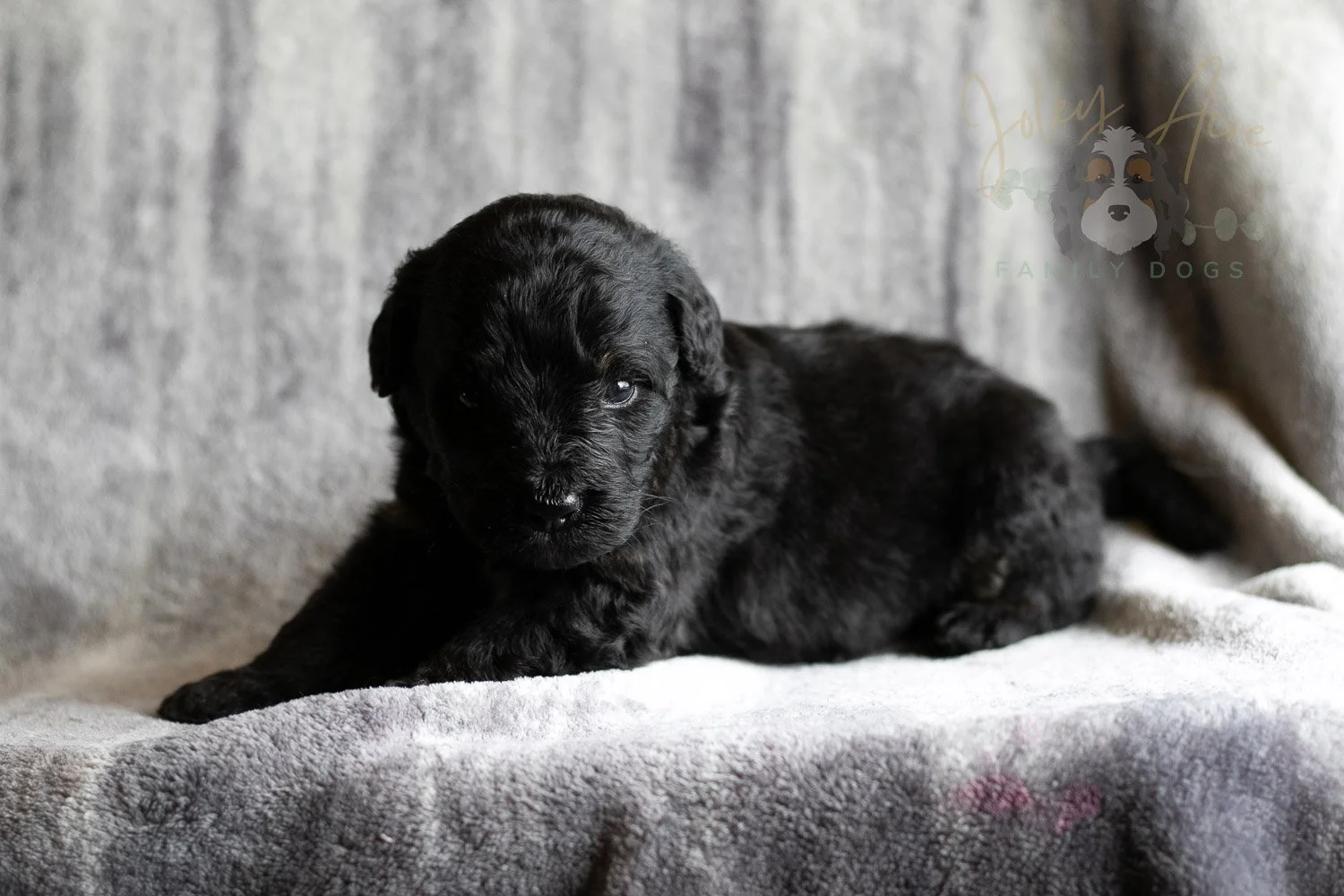 Andy Warhol Bernedoodle Puppy-129.jpg