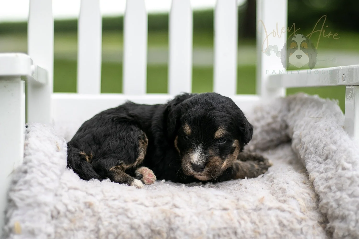 Da Vinci Bernedoodle Puppy-735.jpg