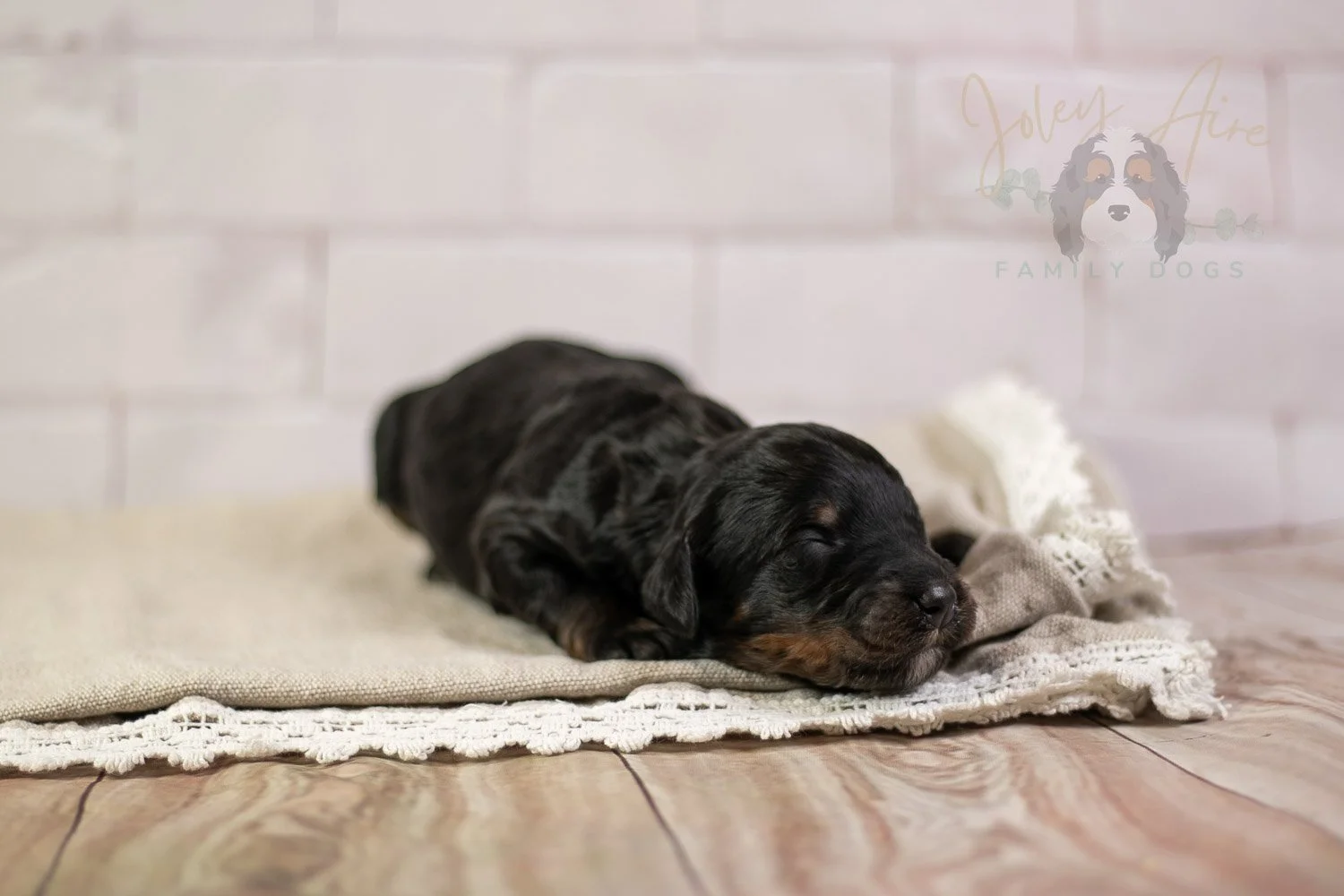 Denali Bernedoodle Puppy-152.jpg
