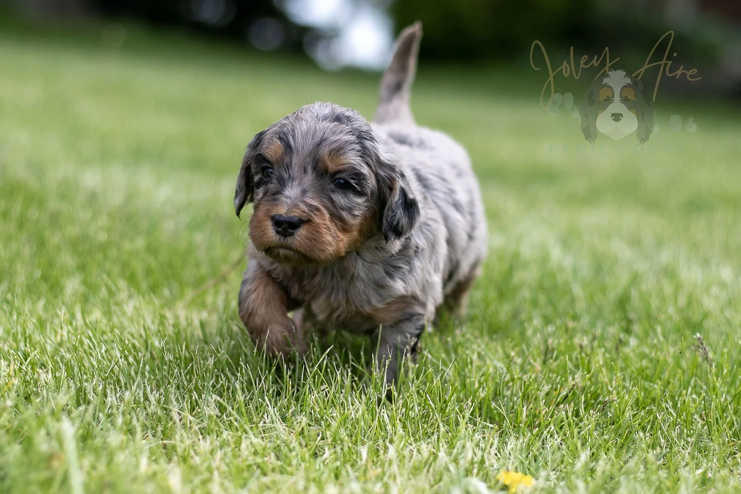 Ukelele Bernedoodle Puppy-35.jpg