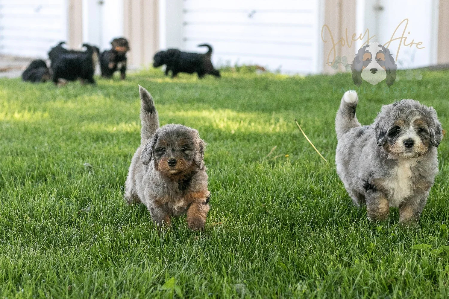 Flute Bernedoodle Puppy-2.jpg