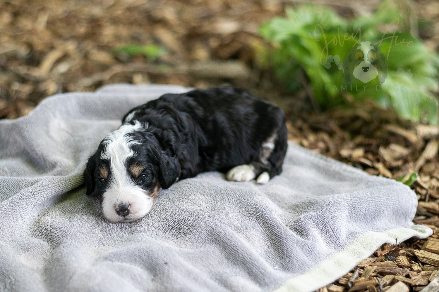 Yellowstone Bernedoodle Puppy-176.jpg