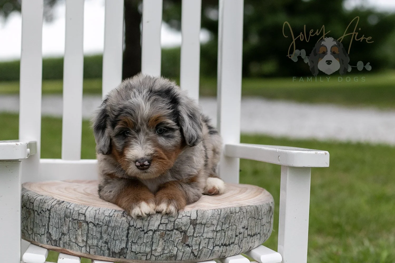 Rachel Lynde Bernedoodle Puppy-1.jpg