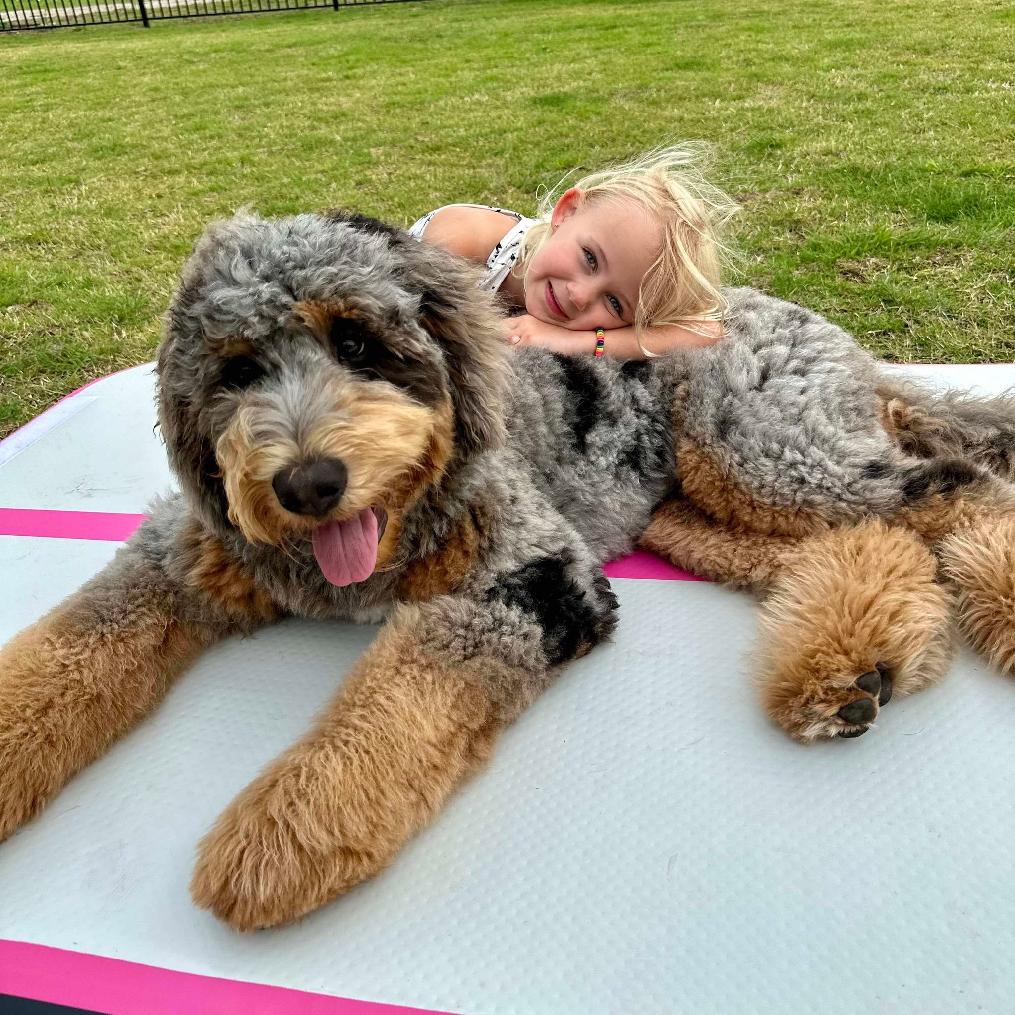 Understanding the Merle Bernedoodle Coloring — Joley Aire