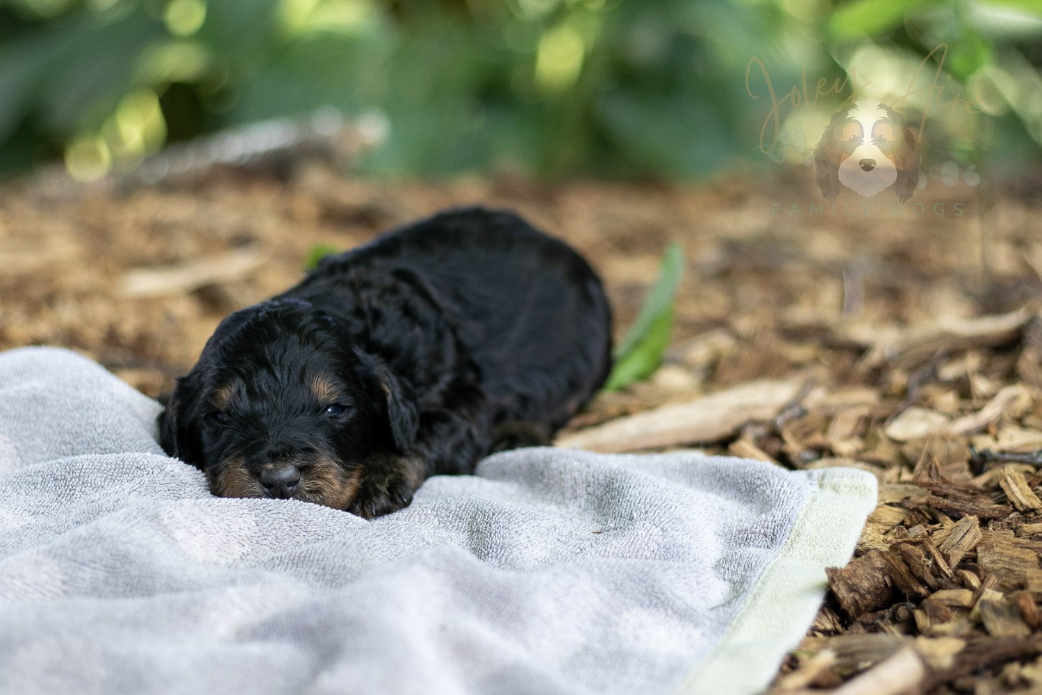 Bryce Bernedoodle Puppy-154.jpg