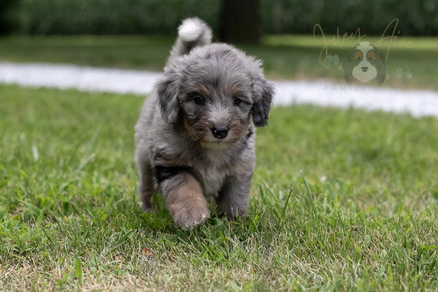 Matthew Cuthbert Bernedoodle Puppy-21.jpg