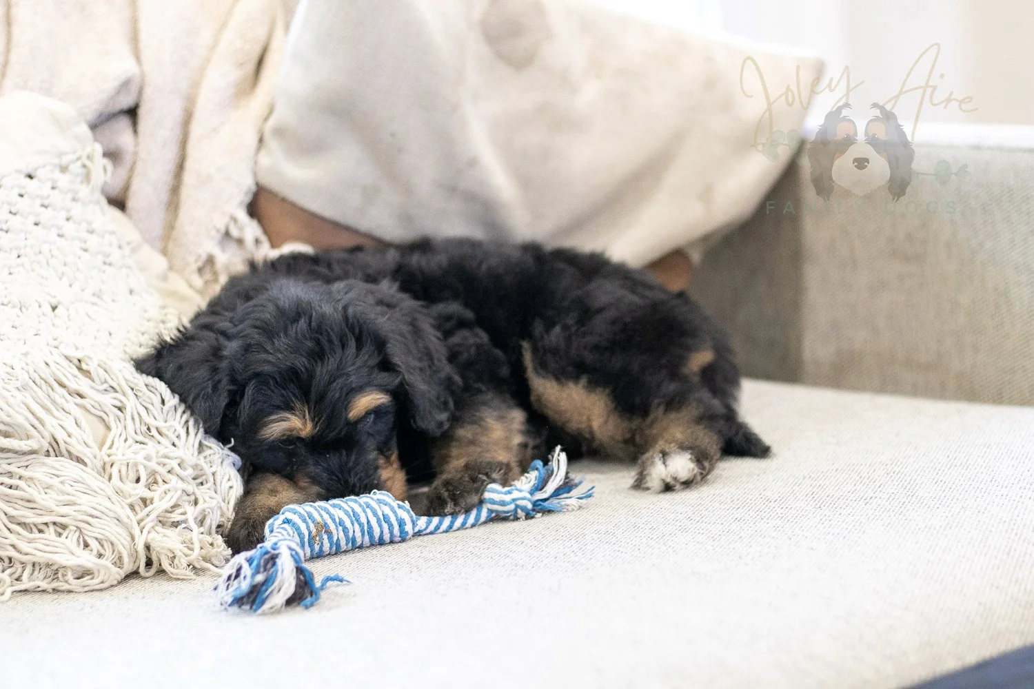 Mini Mae Bernedoodle Puppy-356.jpg