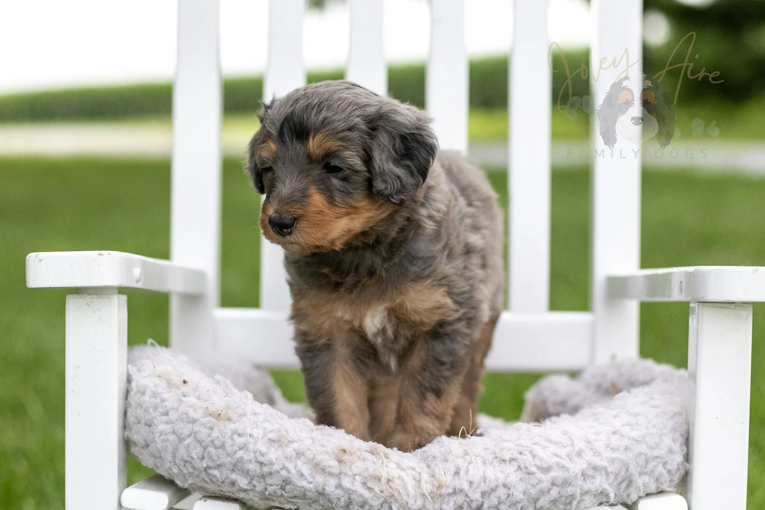 Josie Pye Bernedoodle Puppy-902.jpg