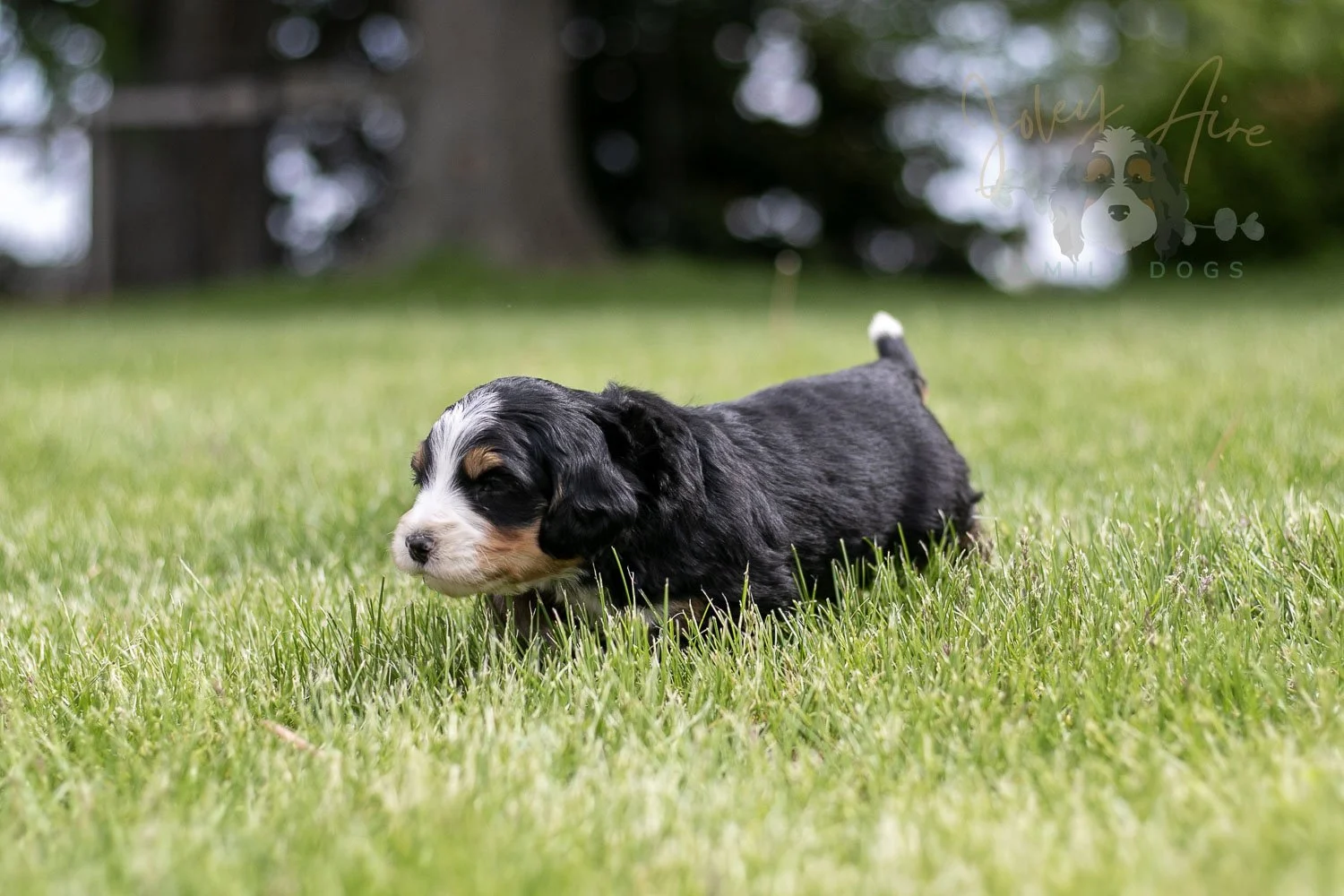 Trumpet Bernedoodle Puppy-28.jpg
