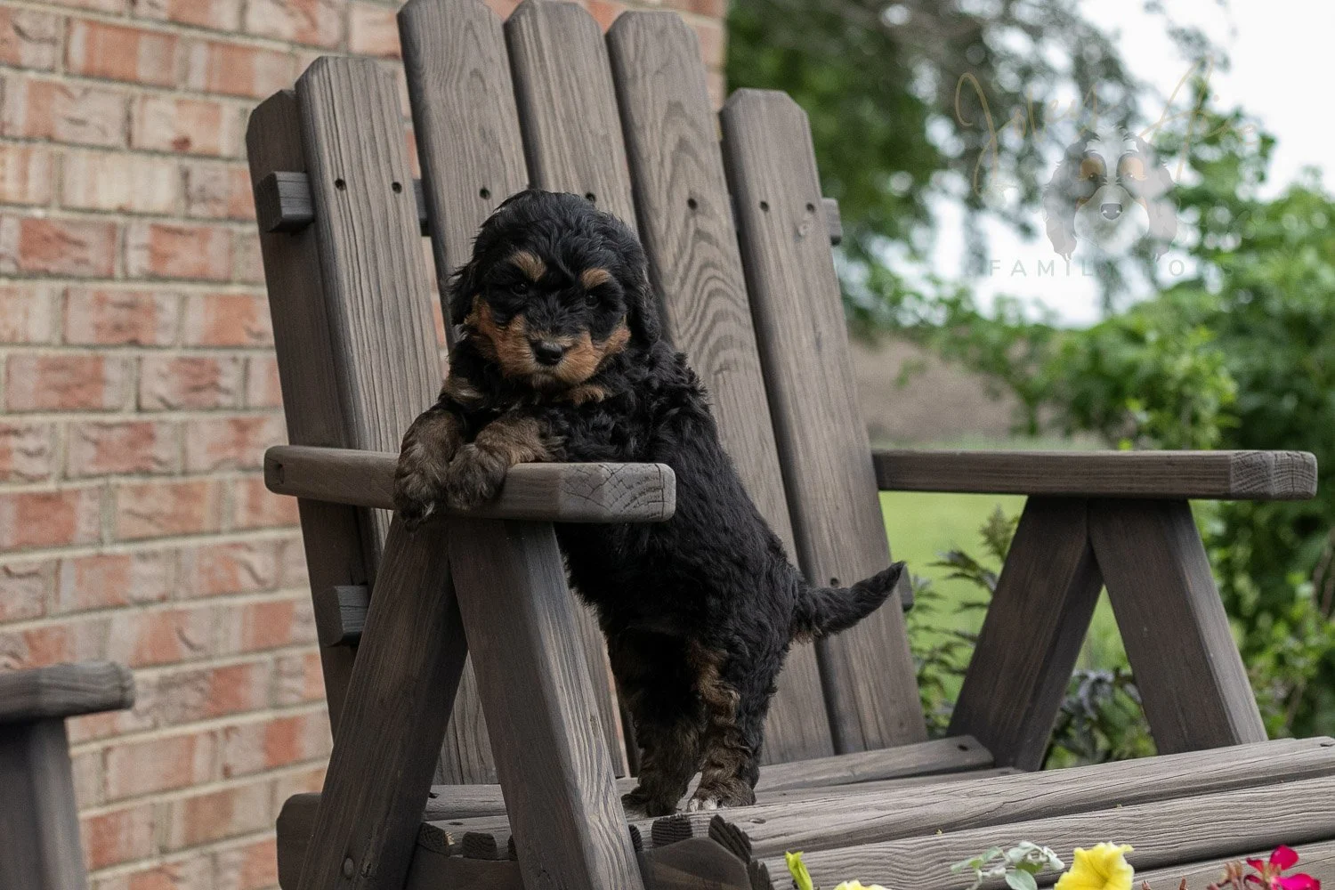 Guitar Bernedoodle Puppy-16.jpg