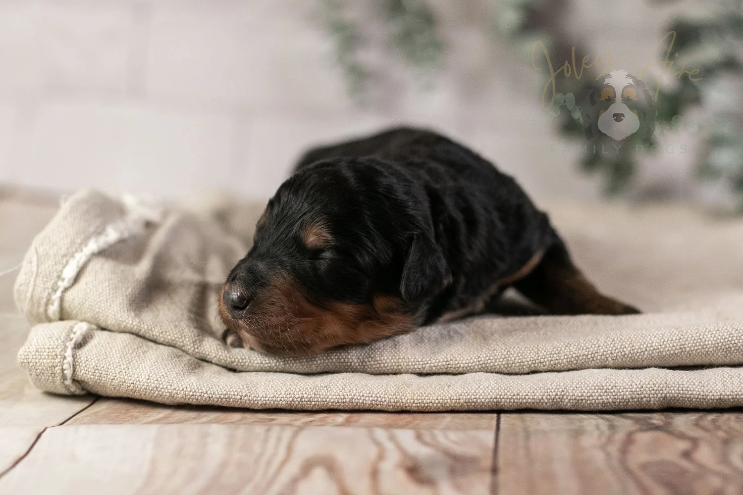 Banjo Bernedoodle Puppy-5.jpg