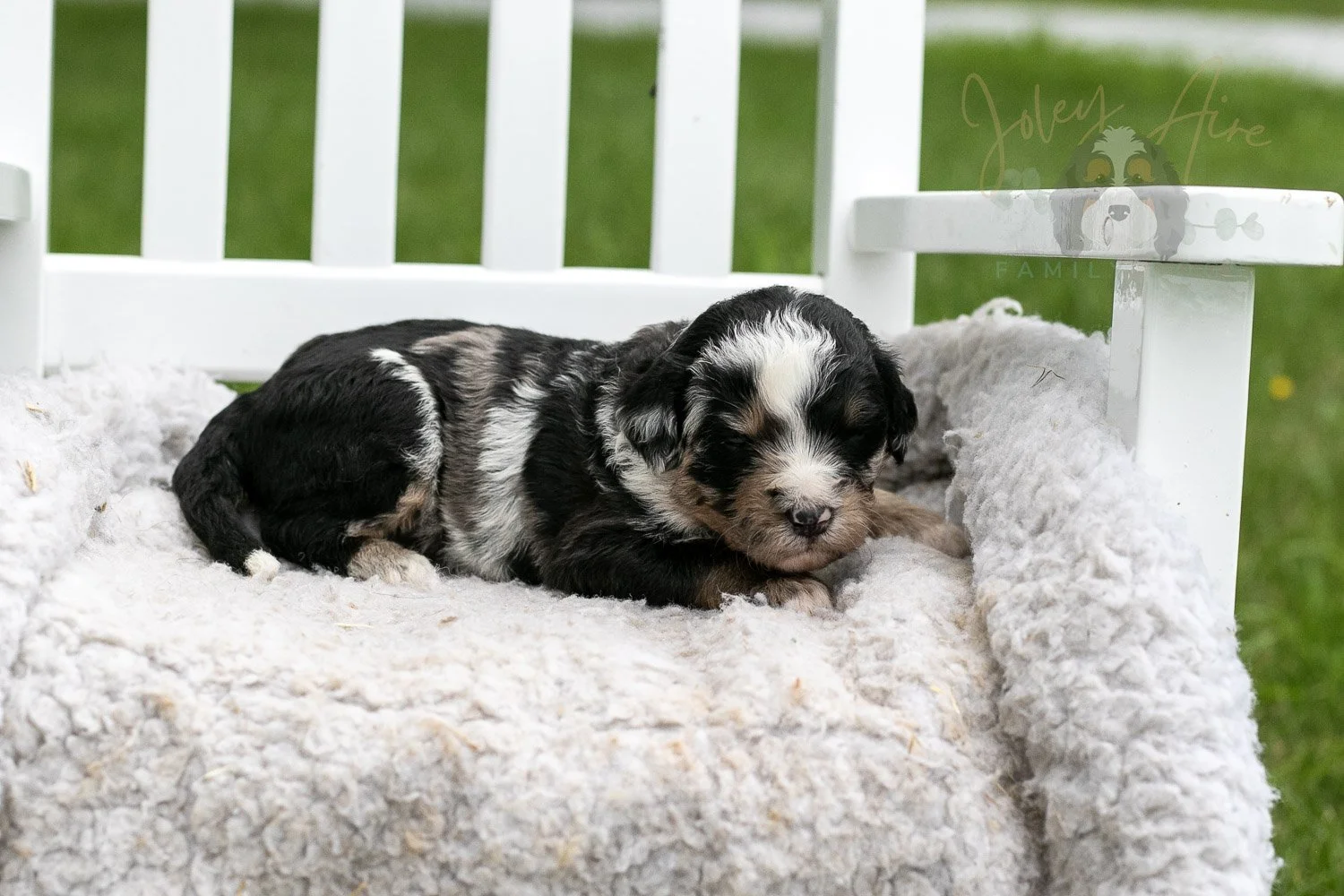 Artemisia Bernedoodle Puppy-659.jpg