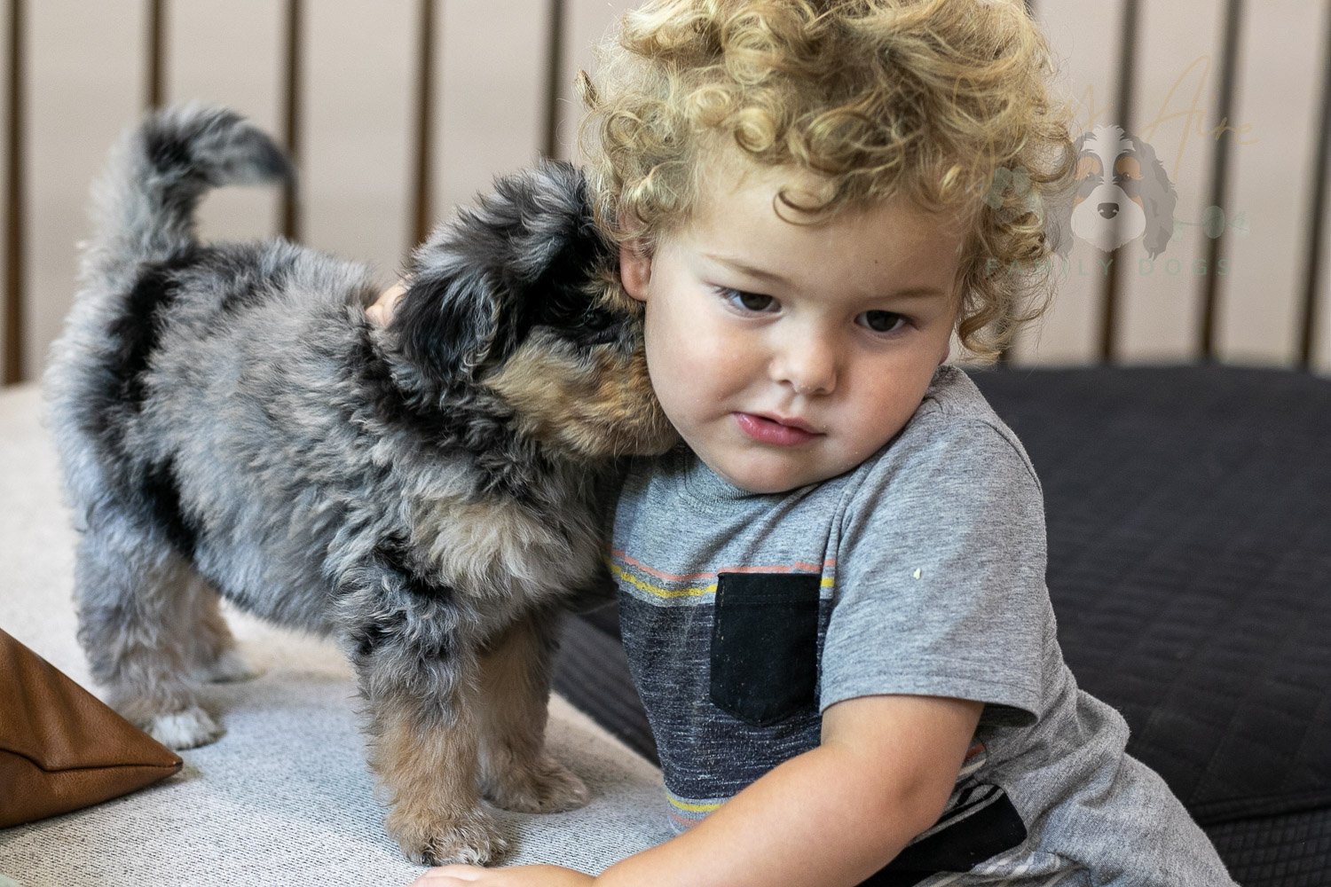 Mary Bernedoodle Puppy-303.jpg