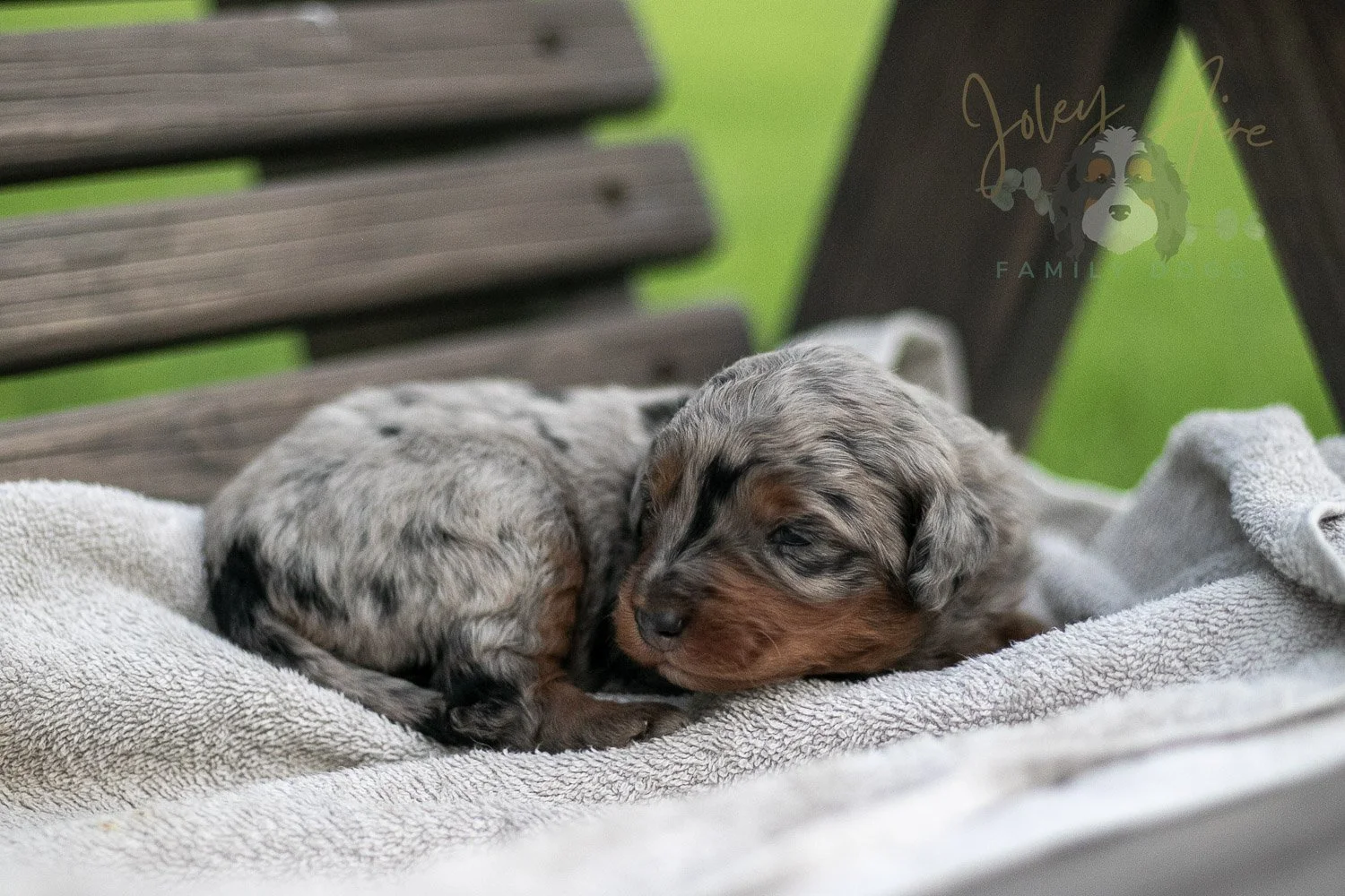 Marilla Cuthbert Bernedoodle Puppy-60.jpg