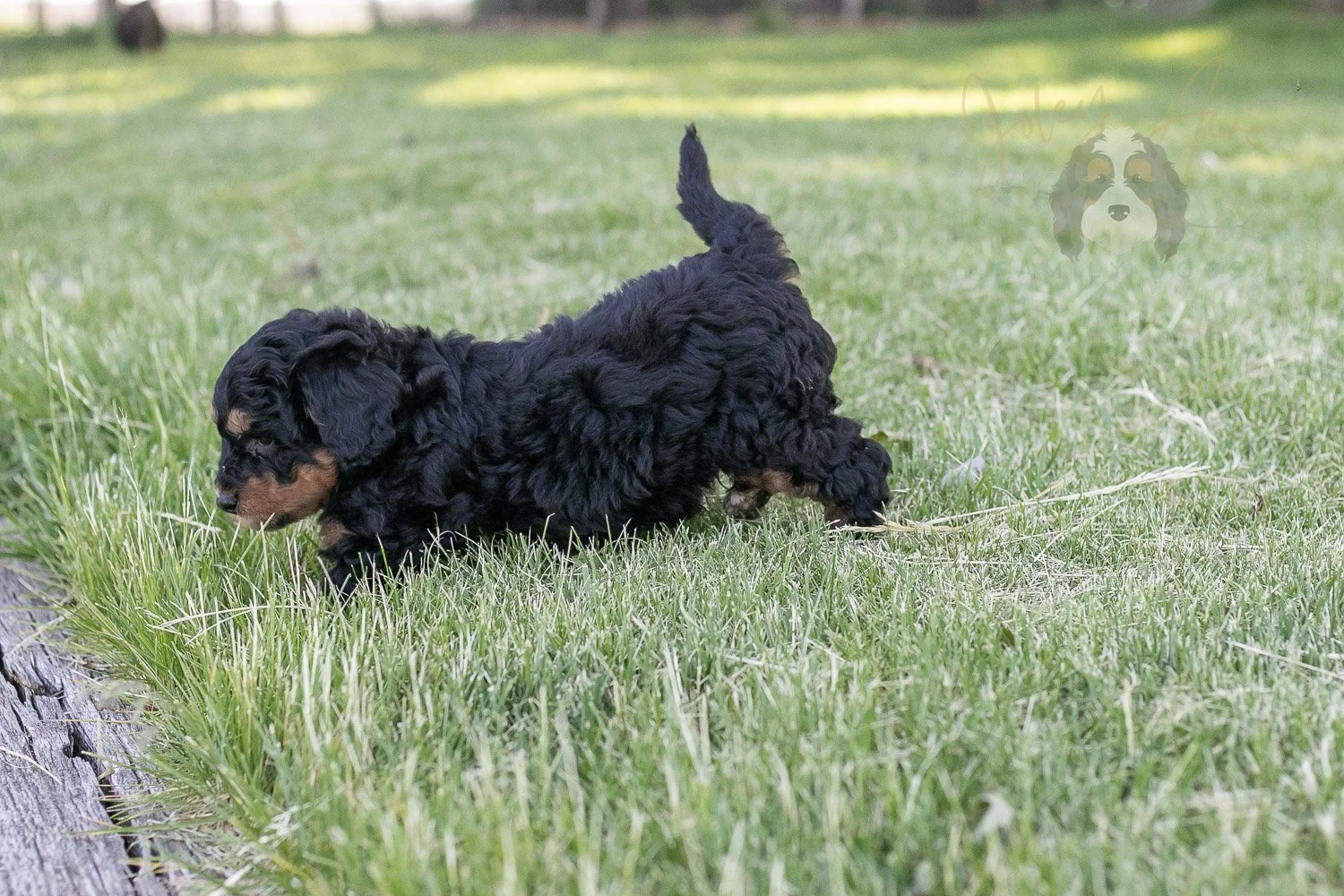 Banjo Bernedoodle Puppy-16.jpg